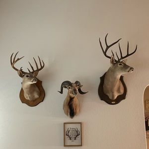 Meet your Posher, Wanda